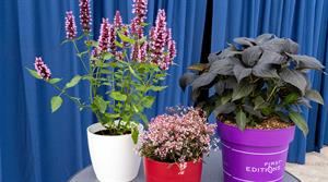 Agastache 'Beelicious Pink', Euphorbia 'Shades of Pink' , Hydrangea Eclipse Purple